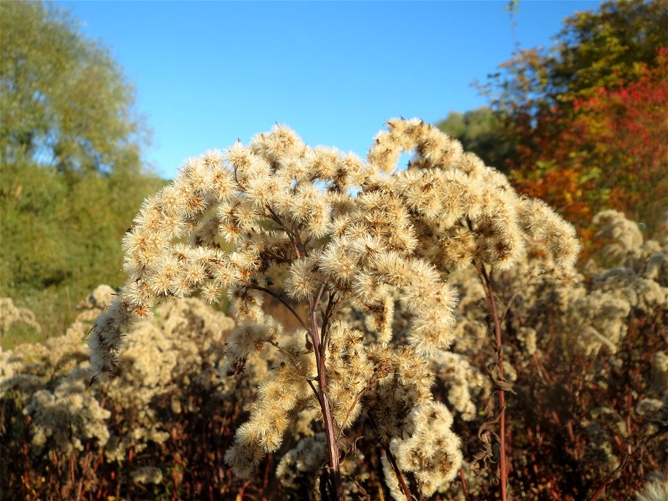 Kanadische Goldrute (Solidago canadensis) im Landschaftsschutzgebiet „Tabakmühlental - Oberster Weiher“ in Sankt Arnual