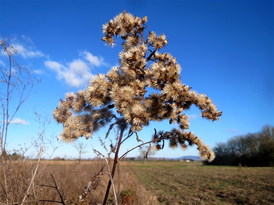Kanadische Goldrute (Solidago canadensis) auf einem kleinen Sandtrockenrasen-Biotop bei Neulußheim (Gemarkung Altlußheim)