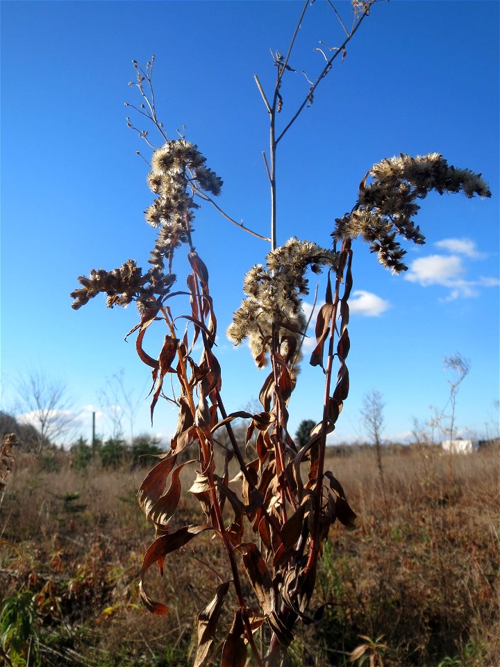 Kanadische Goldrute (Solidago canadensis) auf einem kleinen Sandtrockenrasen-Biotop bei Neulußheim (Gemarkung Altlußheim)