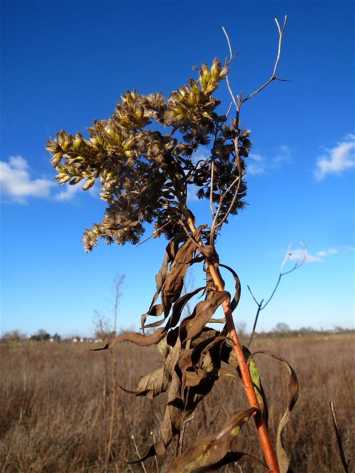 Kanadische Goldrute (Solidago canadensis) auf einem kleinen Sandtrockenrasen-Biotop bei Neulußheim (Gemarkung Altlußheim)