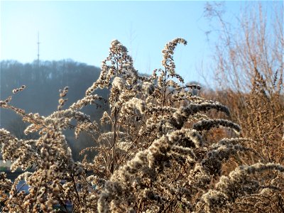 Kanadische Goldrute (Solidago canadensis) am Staden in Saarbrücken photo