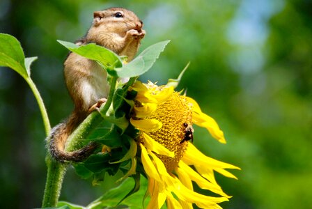 Seeds eating nourishment photo