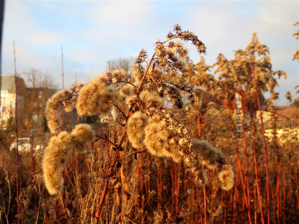 Kanadische Goldrute (Solidago canadensis) in Hockenheim