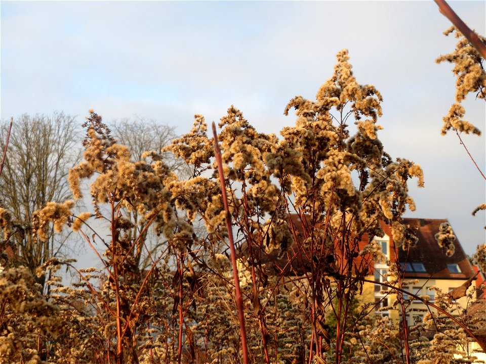 Kanadische Goldrute (Solidago canadensis) in Hockenheim