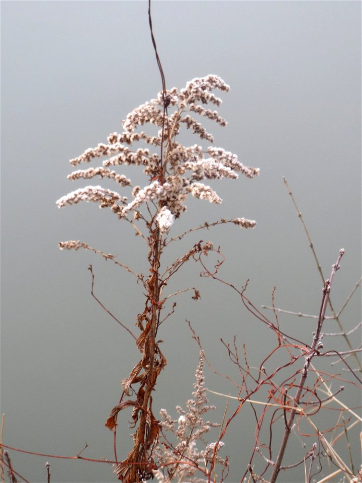 Kanadische Goldrute (Solidago canadensis) am Staden in Saarbrücken