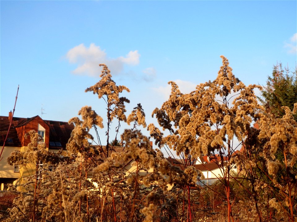 Kanadische Goldrute (Solidago canadensis) in Hockenheim
