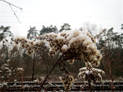 Kanadische Goldrute (Solidago canadensis) im Schwetzinger Hardt - typische Bahndammvegetation photo