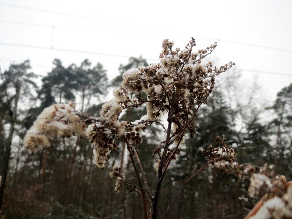 Kanadische Goldrute (Solidago canadensis) im Schwetzinger Hardt - typische Bahndammvegetation