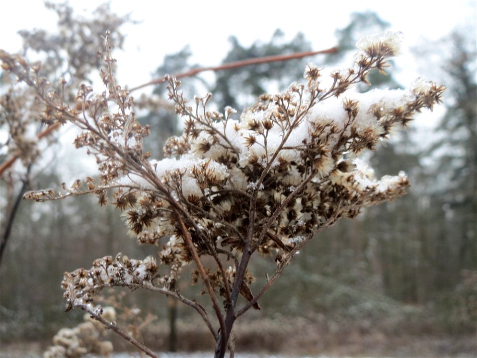 Kanadische Goldrute (Solidago canadensis) im Schwetzinger Hardt - typische Bahndammvegetation