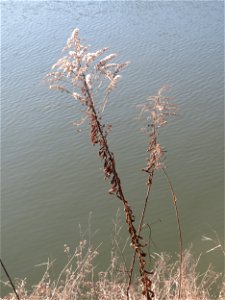 Kanadische Goldrute (Solidago canadensis) an der Saar in Saarbrücken