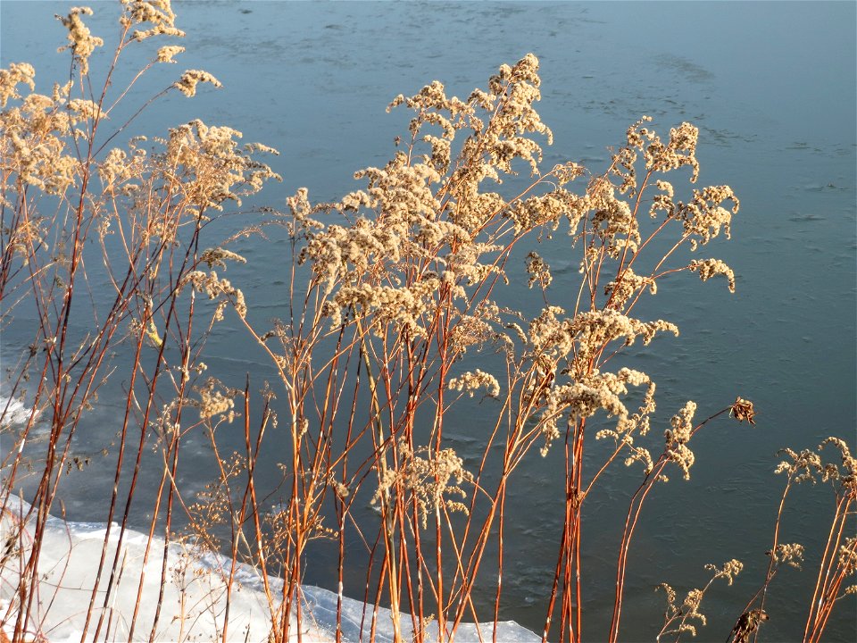 Kanadische Goldrute (Solidago canadensis) an der Saar in Saarbrücken