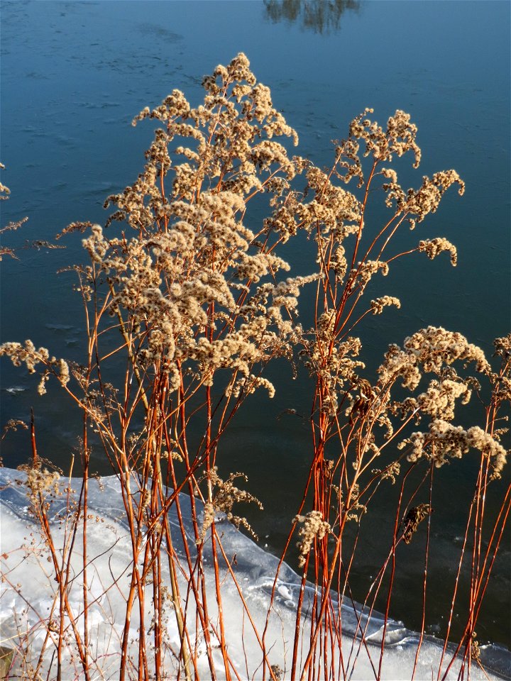 Kanadische Goldrute (Solidago canadensis) an der Saar in Saarbrücken