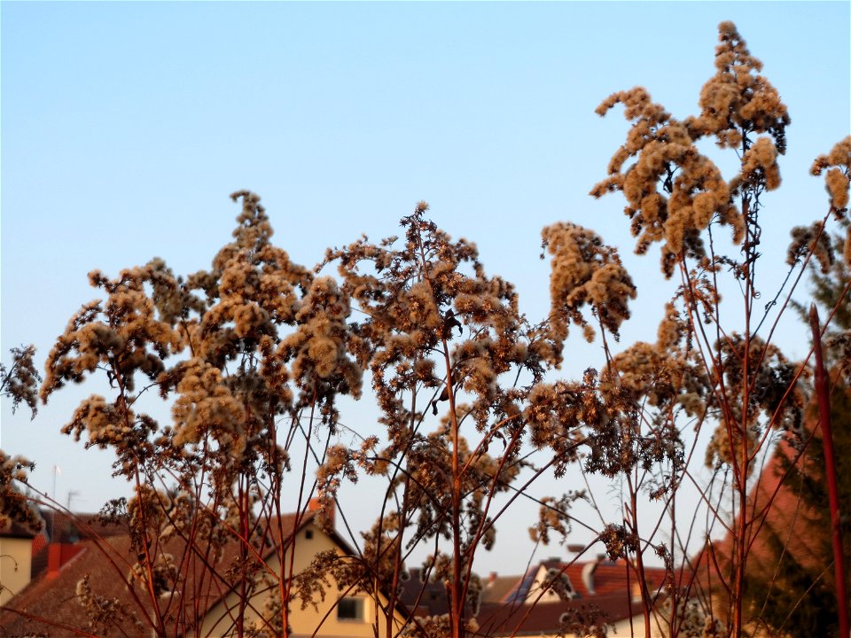 Mumienbotanik: Kanadische Goldrute (Solidago canadensis) in Hockenheim