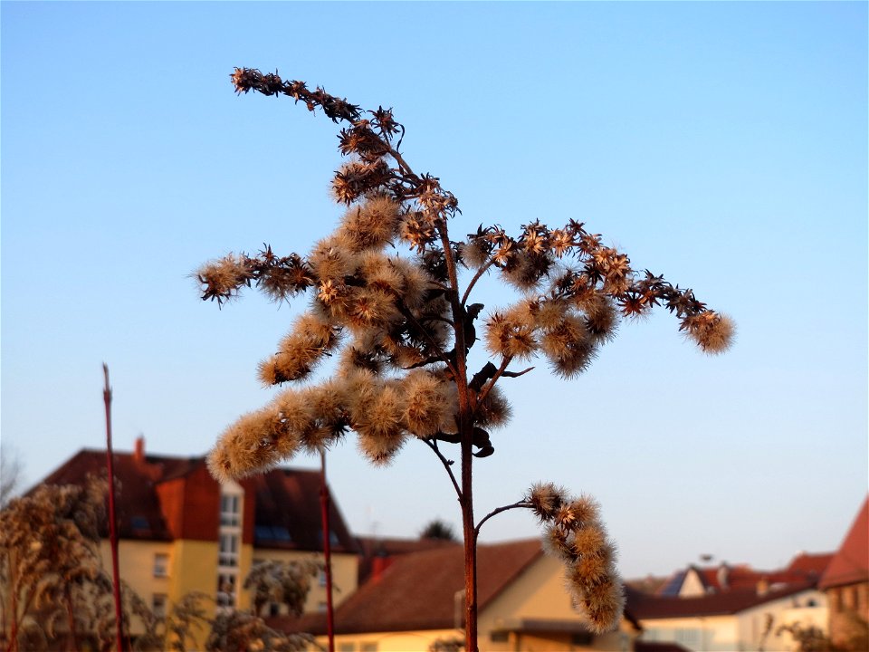 Mumienbotanik: Kanadische Goldrute (Solidago canadensis) in Hockenheim