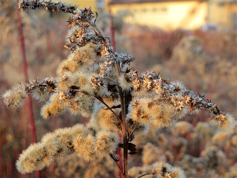 Mumienbotanik: Kanadische Goldrute (Solidago canadensis) in Hockenheim