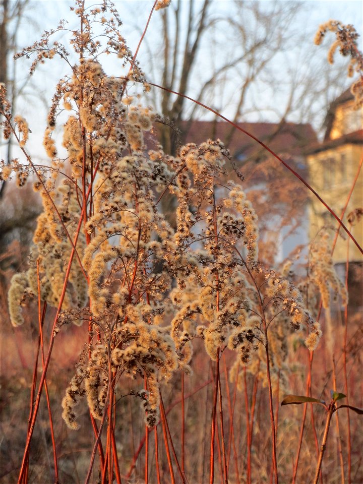 Mumienbotanik: Kanadische Goldrute (Solidago canadensis) in Hockenheim