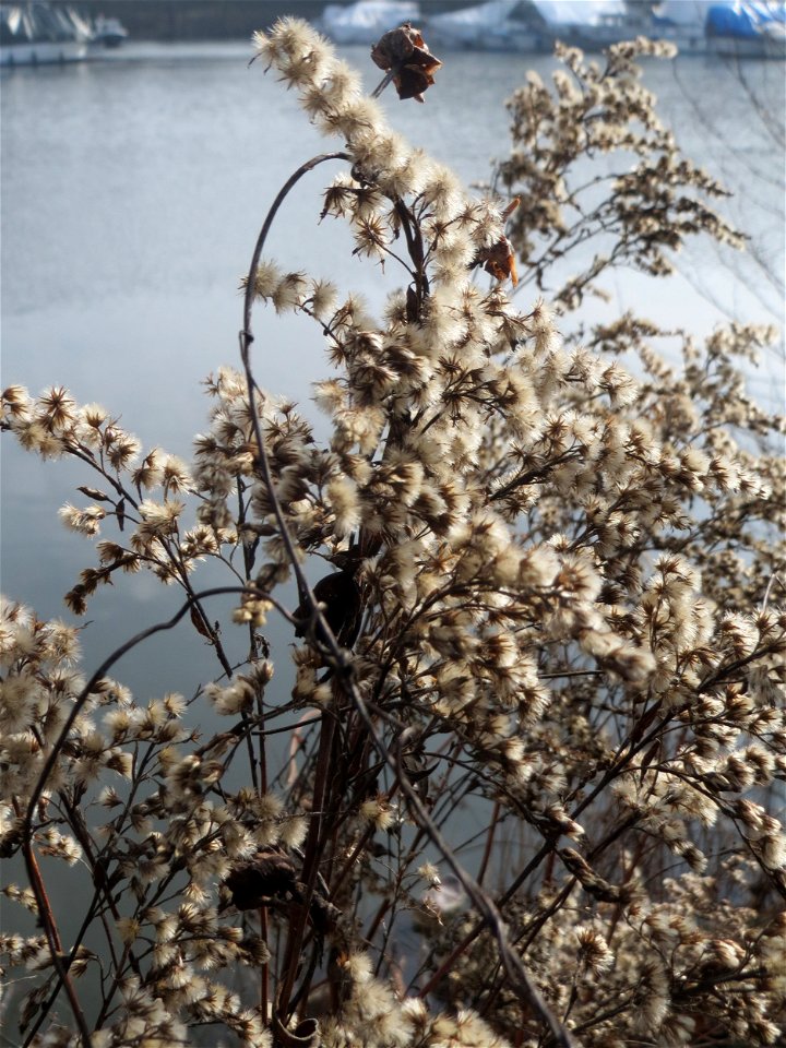 Kanadische Goldrute (Solidago canadensis) am Osthafen Saarbrücken photo