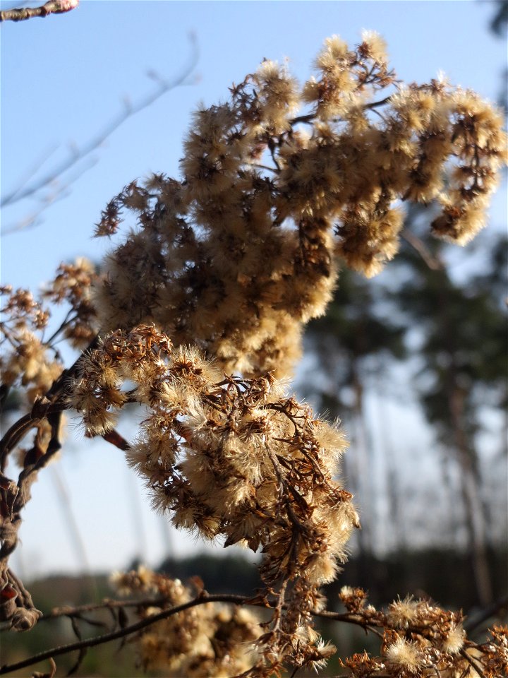 Kanadische Goldrute (Solidago canadensis) in der Schwetzinger Hardt