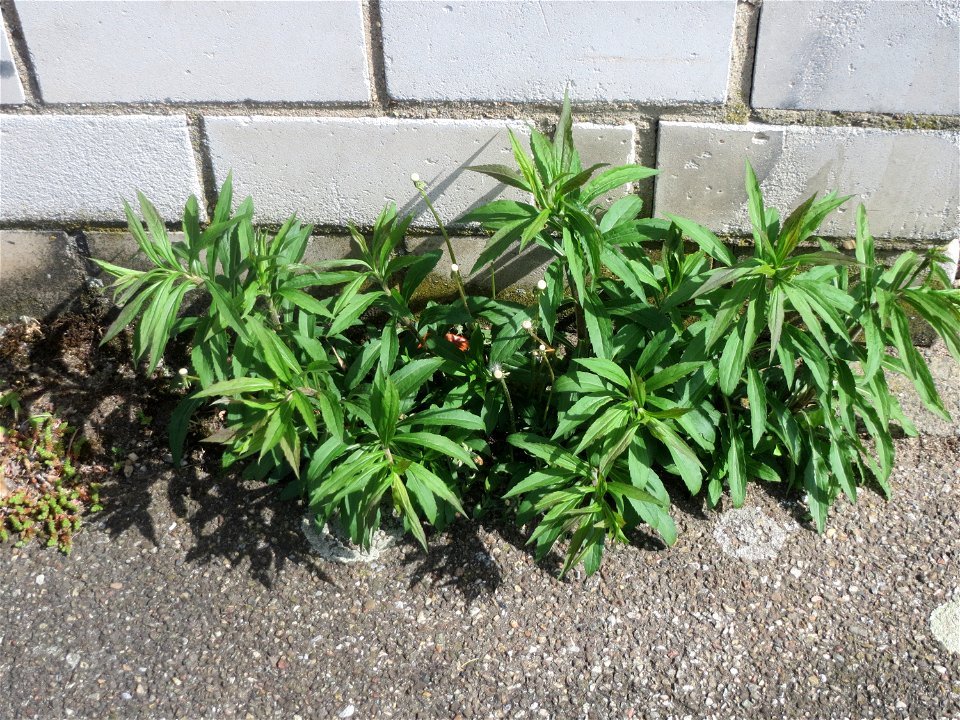 Ritzen-Botanik: Kanadische Goldrute (Solidago canadensis) in Hockenheim