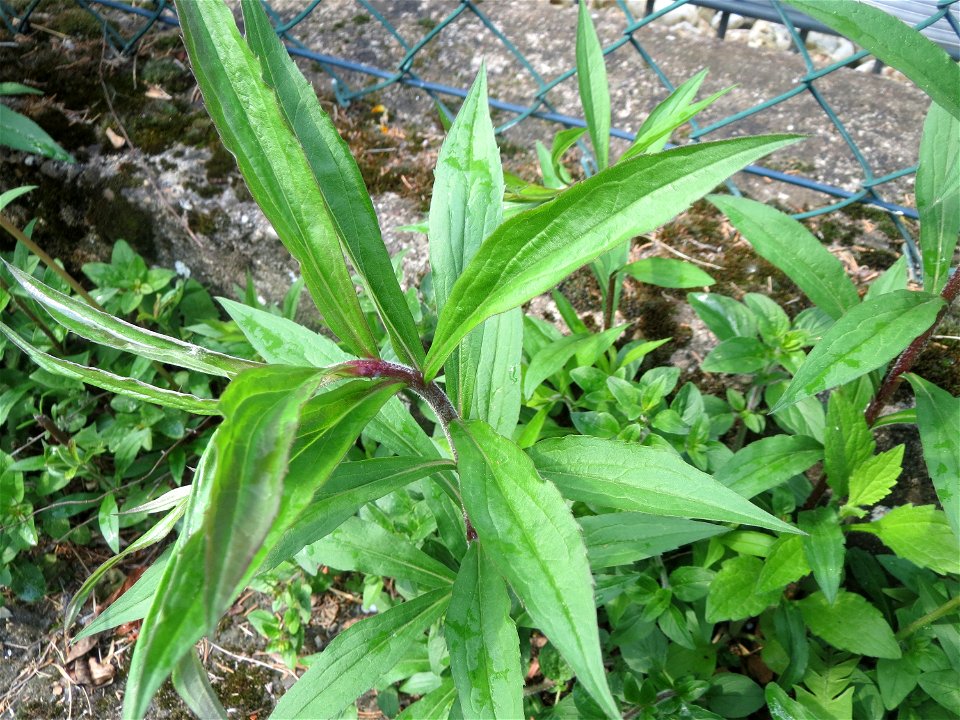 Ritzenbotanik: Kanadische Goldrute (Solidago canadensis) in Hockenheim