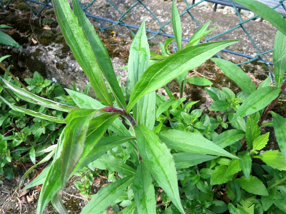 Ritzenbotanik: Kanadische Goldrute (Solidago canadensis) in Hockenheim photo