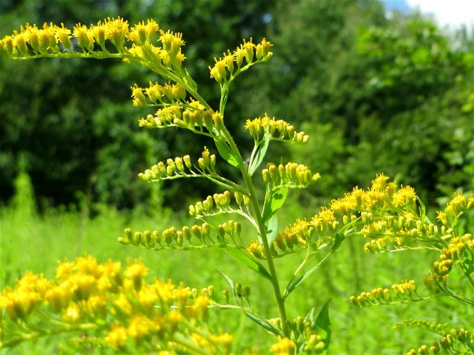 Kanadische Goldrute (Solidago canadensis) im Naturschutzgebiet „St. Arnualer Wiesen“