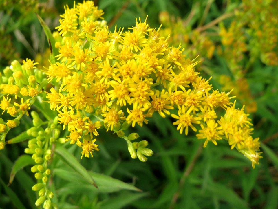 Kanadische Goldrute (Solidago canadensis) am Feldrand bei Hockenheim