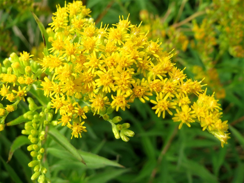 Kanadische Goldrute (Solidago canadensis) am Feldrand bei Hockenheim photo