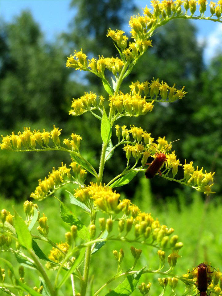 Kanadische Goldrute (Solidago canadensis) im Naturschutzgebiet „St. Arnualer Wiesen“