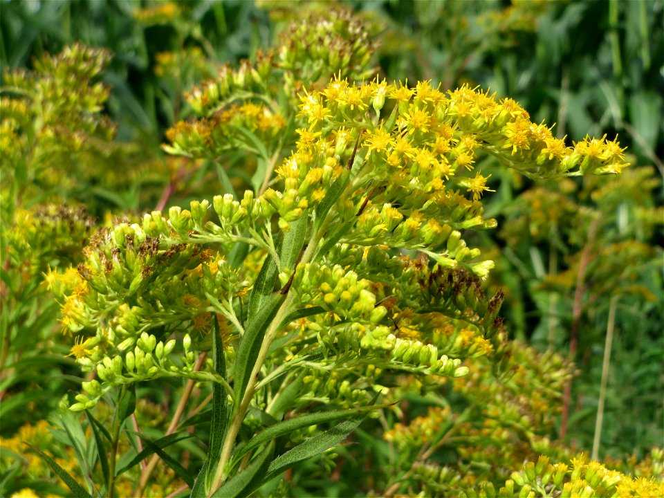 Kanadische Goldrute (Solidago canadensis) am Feldrand bei Hockenheim