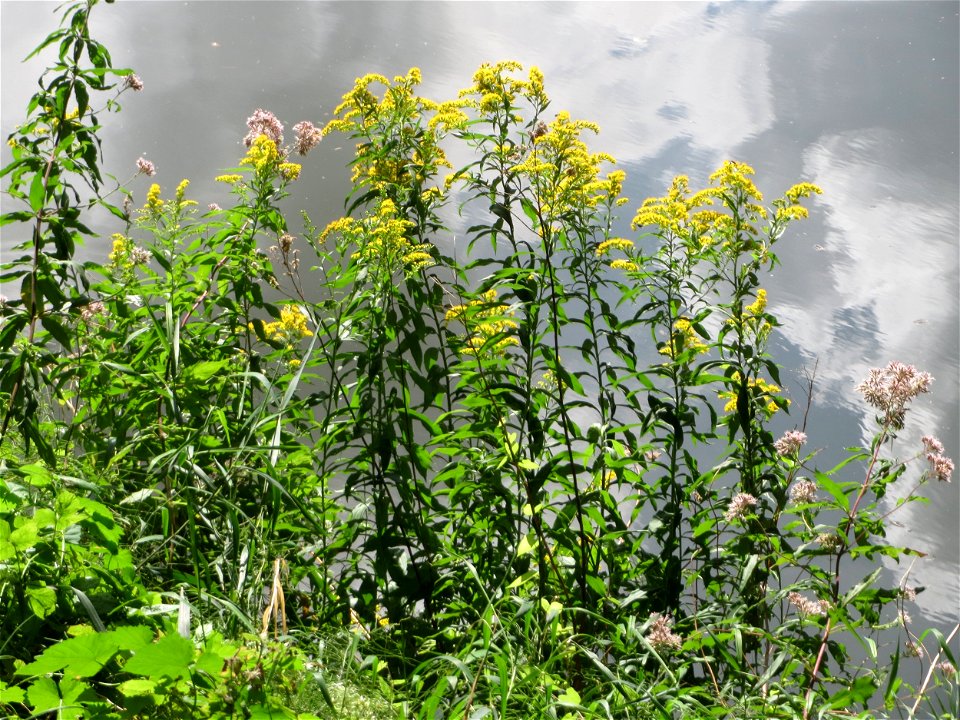 Kanadische Goldrute (Solidago canadensis) an der Saar am Bürgerpark Saarbrücken