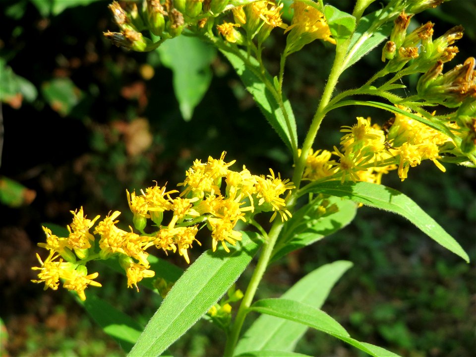 Kanadische Goldrute (Solidago canadensis) in der Schwetzinger Hardt, eingeschleppt aus Nordamerika photo