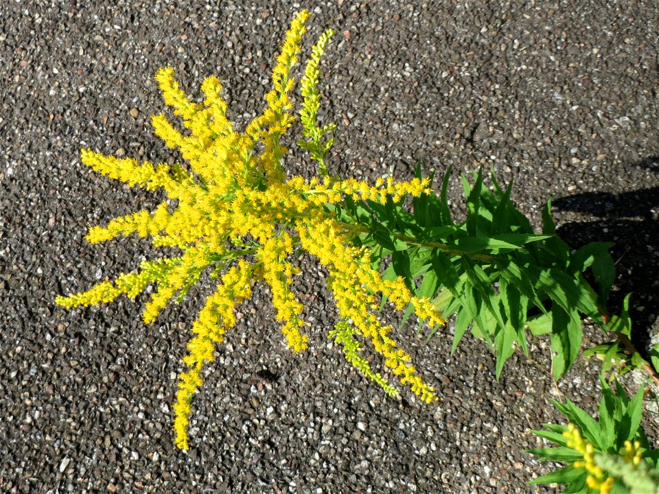 Ritzenbotanik: Kanadische Goldrute (Solidago canadensis) in Hockenheim - eingeschleppt aus Nordamerika