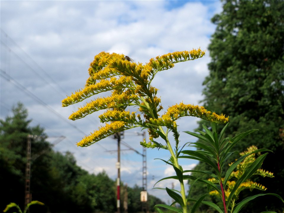 Kanadische Goldrute (Solidago canadensis) an einem Randstreifen der Rheinbahn in der Schwetzinger Hardt mit binnendünenartiger Vegetation, eingeschleppt aus Nordamerika photo