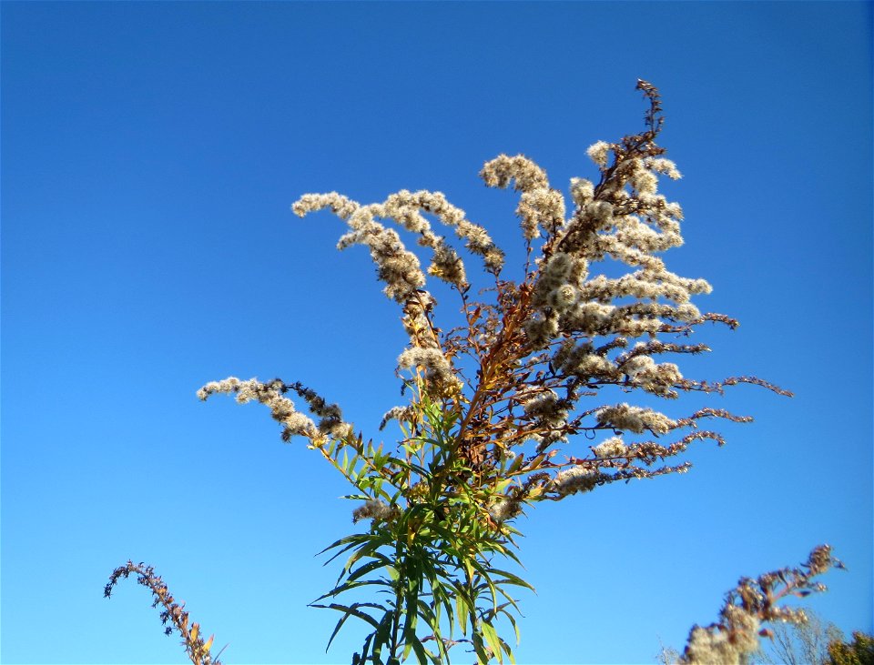 Kanadische Goldrute (Solidago canadensis) an einem Randstreifen der B36 bei Hockenheim - eingeschleppt aus Nordamerika photo