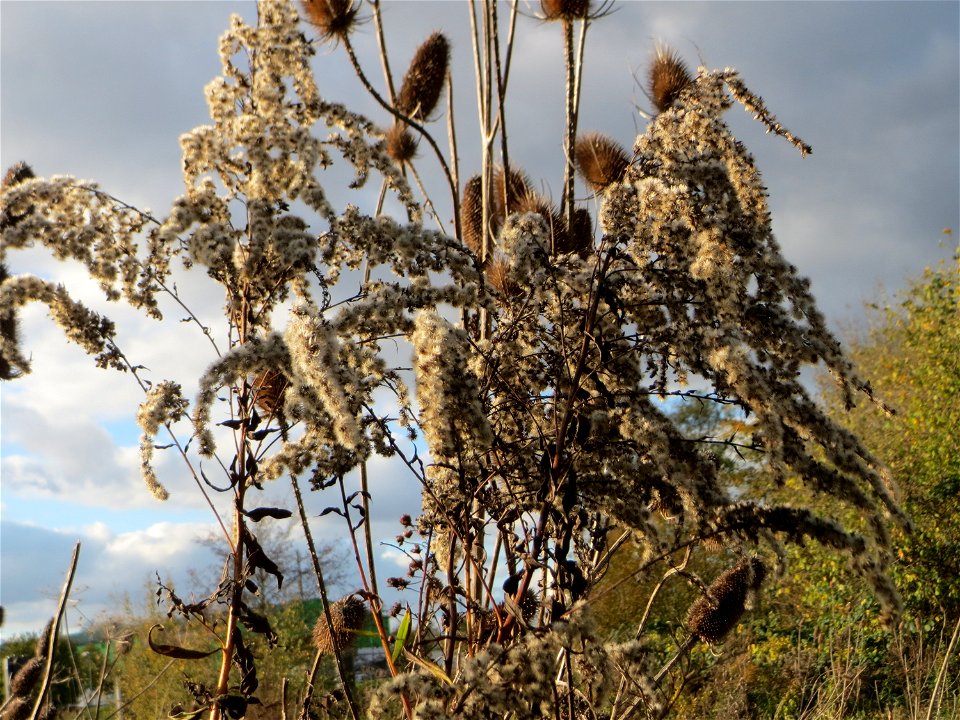 Riesen-Goldrute (Solidago gigantea) gegenüber vom Osthafen in in Saarbrücken - eingeschleppt aus Nordamerika