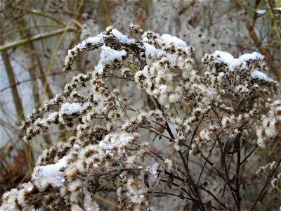 Kanadische Goldrute (Solidago canadensis) am Staden in Saarbrücken photo