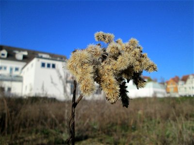 Mumienbotanik: Kanadische Goldrute (Solidago canadensis) auf einer Brachfläche am Messplatz in Hockenheim - eingeschleppt aus Nordamerika