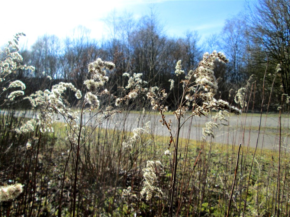 Mumienbotanik: Kanadische Goldrute (Solidago canadensis) im Naturschutzgebiet „St. Arnualer Wiesen“ - eingeschleppt aus Nordamerika