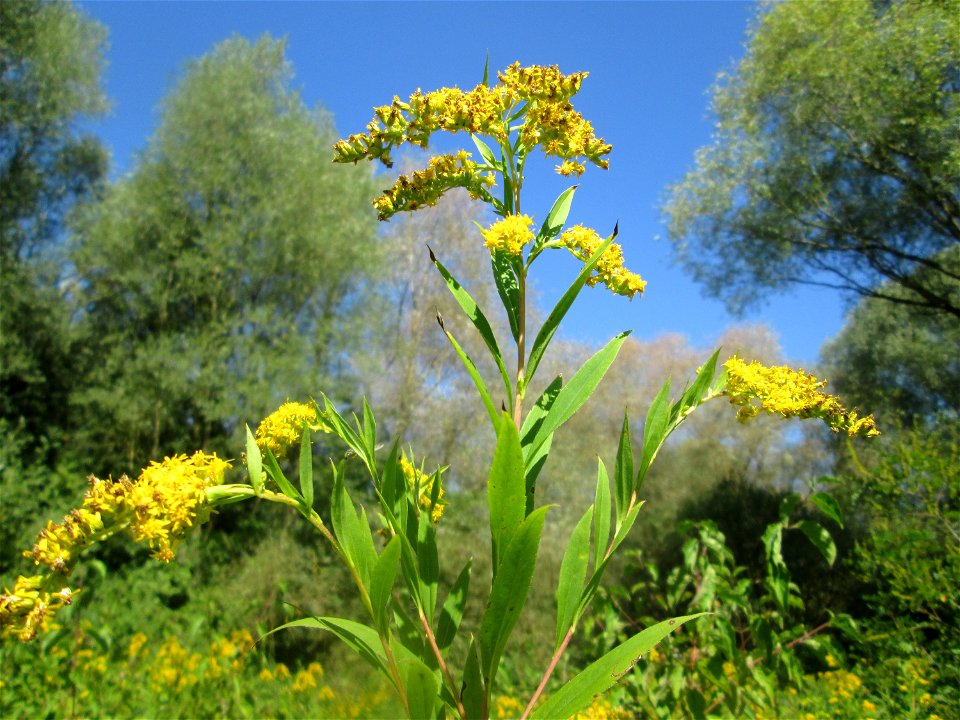 Riesen-Goldrute (Solidago gigantea) im Naturschutzgebiet „St. Arnualer Wiesen“