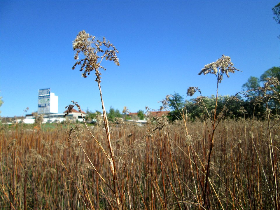 Kanadische Goldrute (Solidago canadensis) vom Vorjahr im Güdinger Allmet