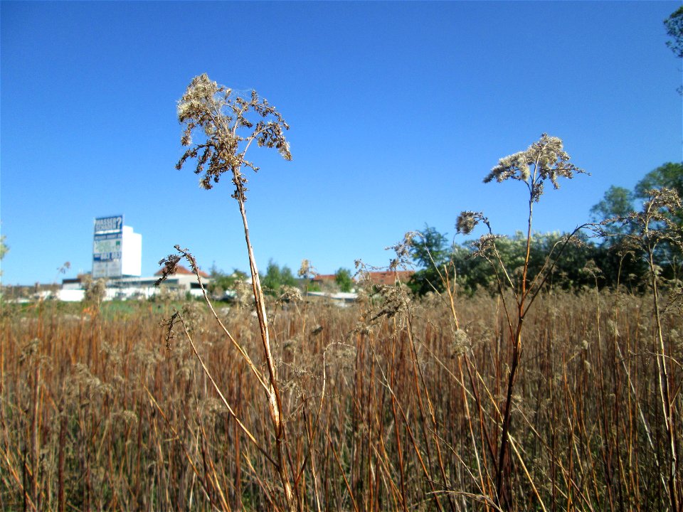 Kanadische Goldrute (Solidago canadensis) vom Vorjahr im Güdinger Allmet photo