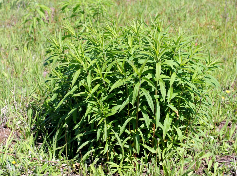 Canadian goldenrod (Solidago canadensis). Invasive species in wild in Ukraine. photo