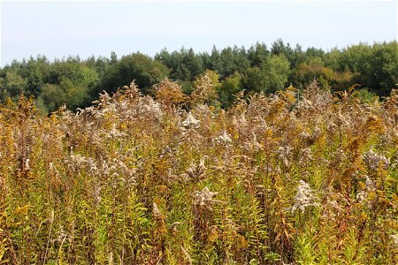 Wild field of Canadian goldenrod (Solidago canadensis) with mature achenes. Ukraine, Vinnytsia Raion. Invasive species in wild in Ukraine