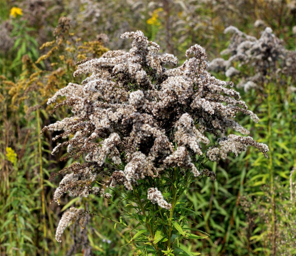 Canadian goldenrod (Solidago canadensis) with mature achenes. Invasive species in wild in Ukraine