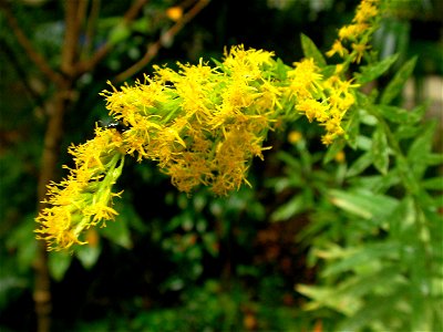 セイタカアワダチソウ[背高泡立草][Solidago canadensis var. scabra または Solidago altissima]-花