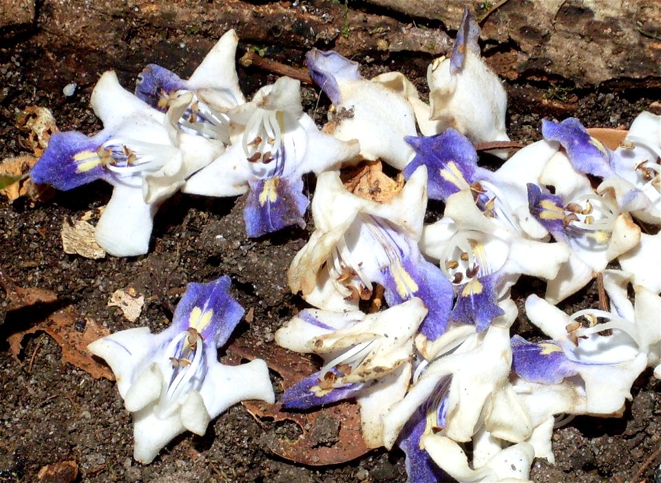 Gmelina Flowers against Gmelina trunk: Walkers Garden, Royal National Park, Australia