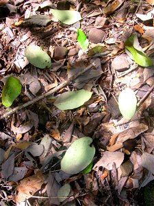 White Beech, fallen leaves. Gmelina leichhardtii. Carowiry Creek, below the the Barrington Tops, near Dungog. NSW Australia