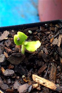 Gmelina leichhardtii germinating