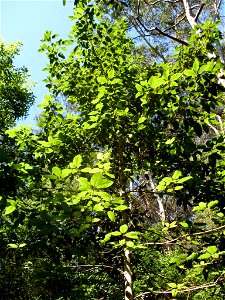 Gmelina leichhardtii, growing in Chatswood, 2008